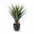 Pianta Aloe in vaso 70 cm