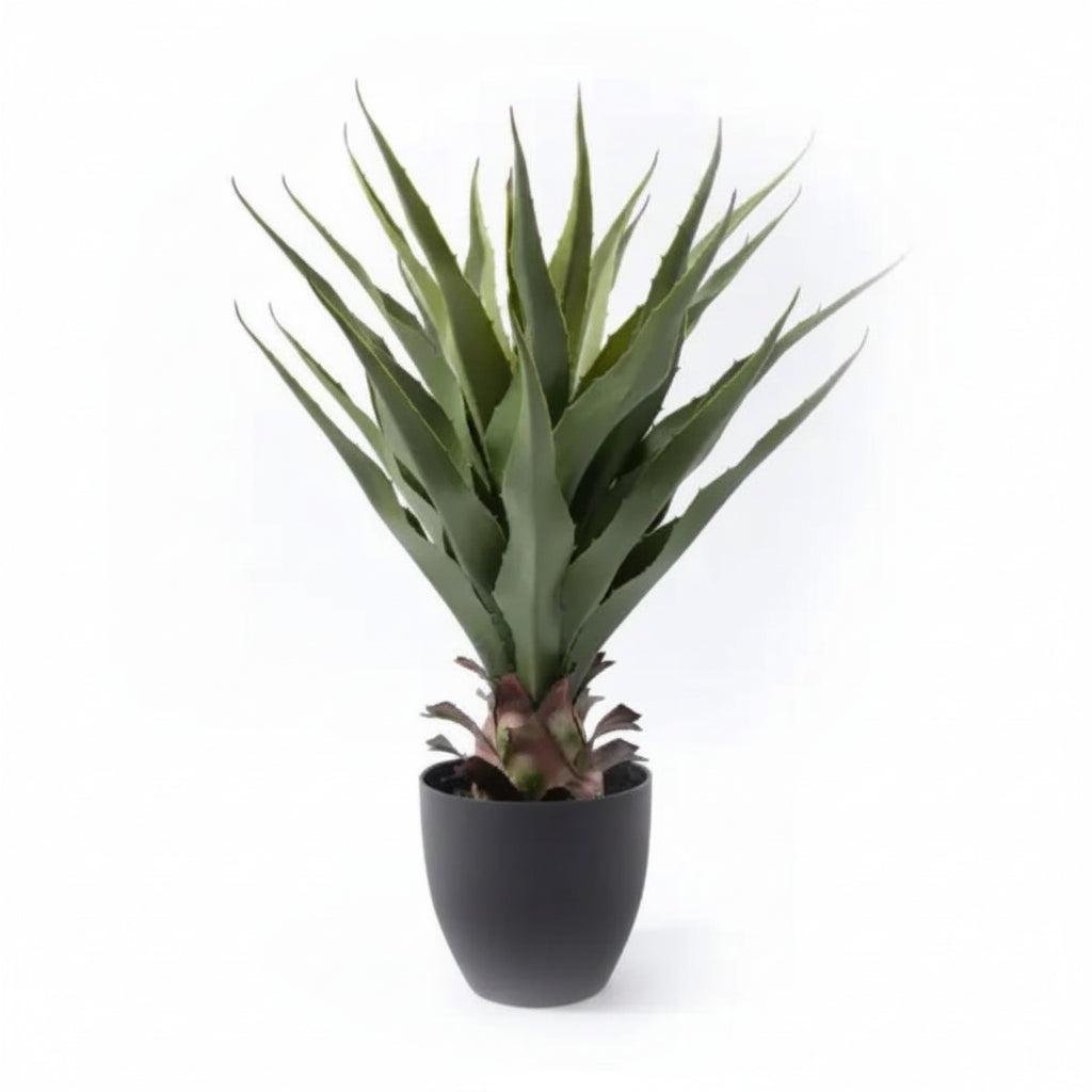 Pianta Aloe in vaso 70 cm